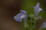 Heartleaf skullcap